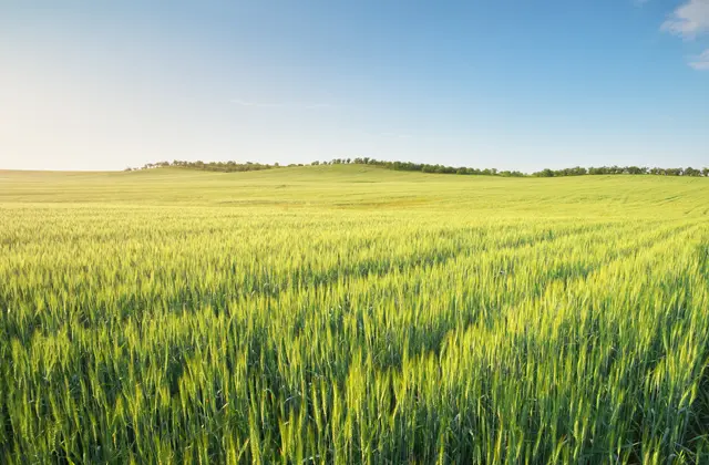 Fertilização em grandes plantações: entenda o assunto