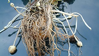 Desenvolvimento inicial