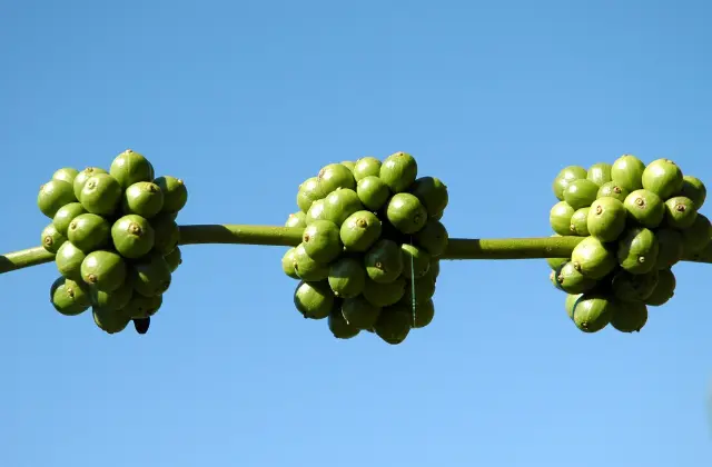 Bagas de Café Verde