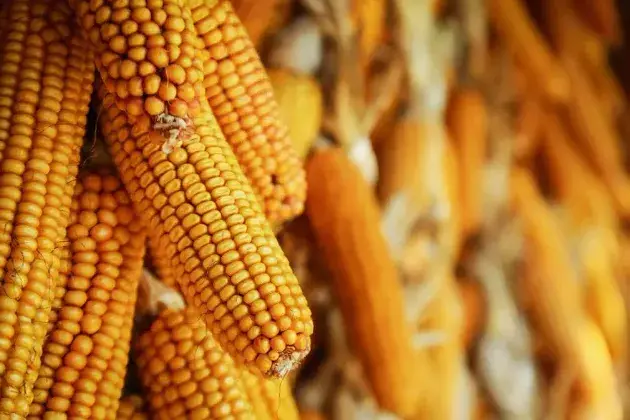 9 Tipos de milho para plantio