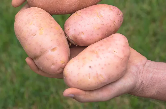 Mãos segurando batatas rosadas