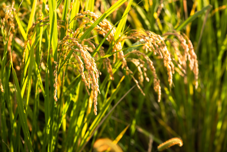 Plantação de arroz