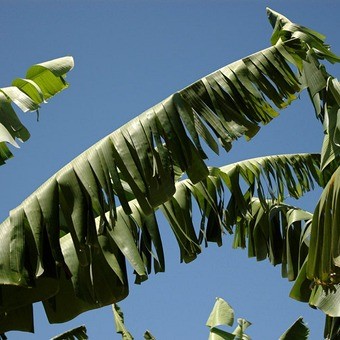 Folhas danificadas pelo vento