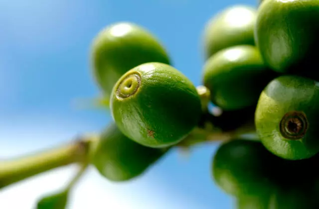 Planta do Café Verde
