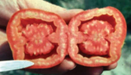 Prevenção de frutos inchados