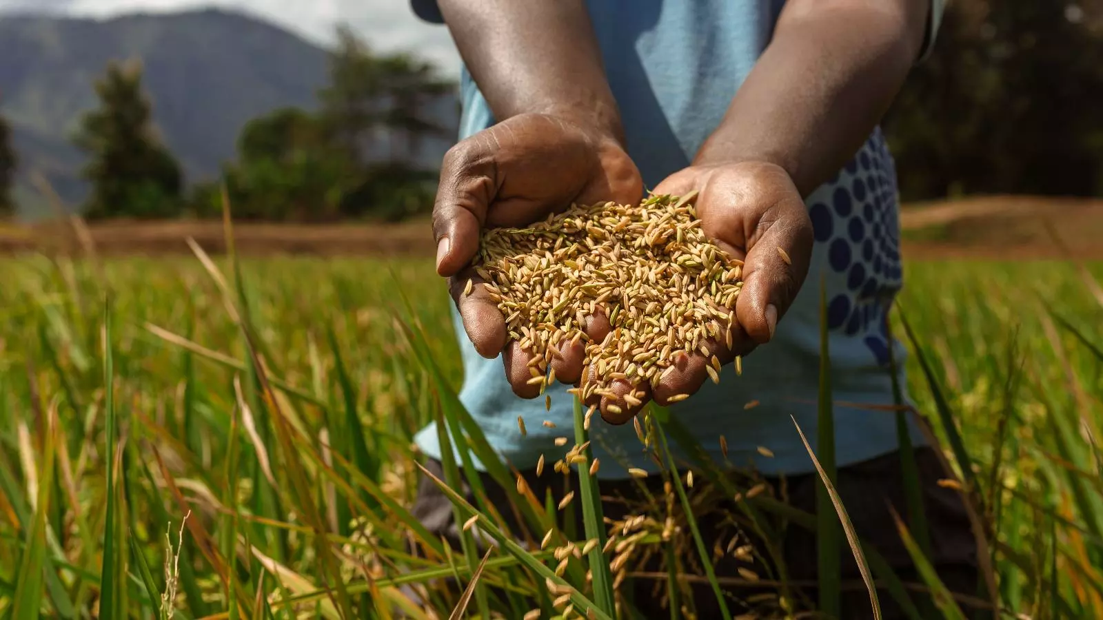 Mãos soltando grãos de arroz no solo