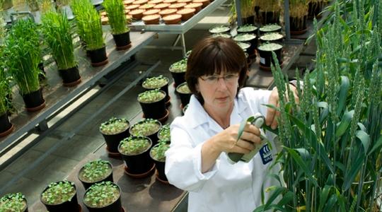 Pesquisadora aplicando produto nas plantas