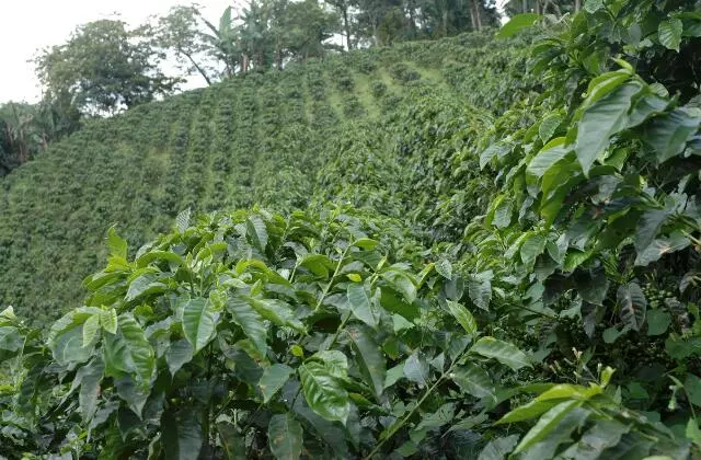 Plantação de Café
