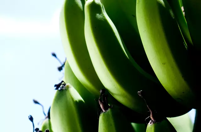 Bananas Verdes com Sombra