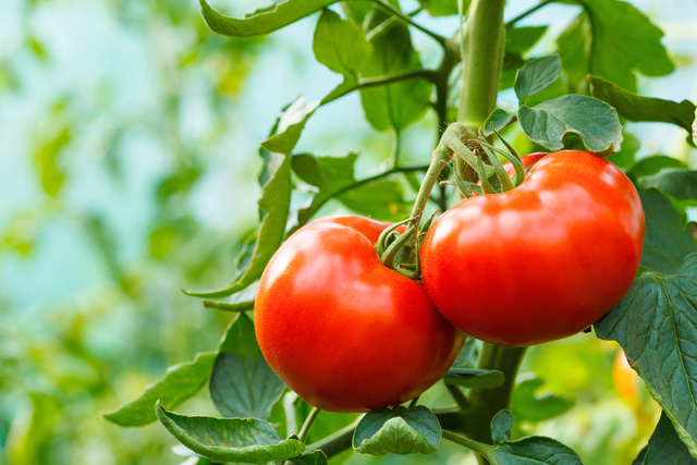 Como Evitar A Podridão Apical do Tomate