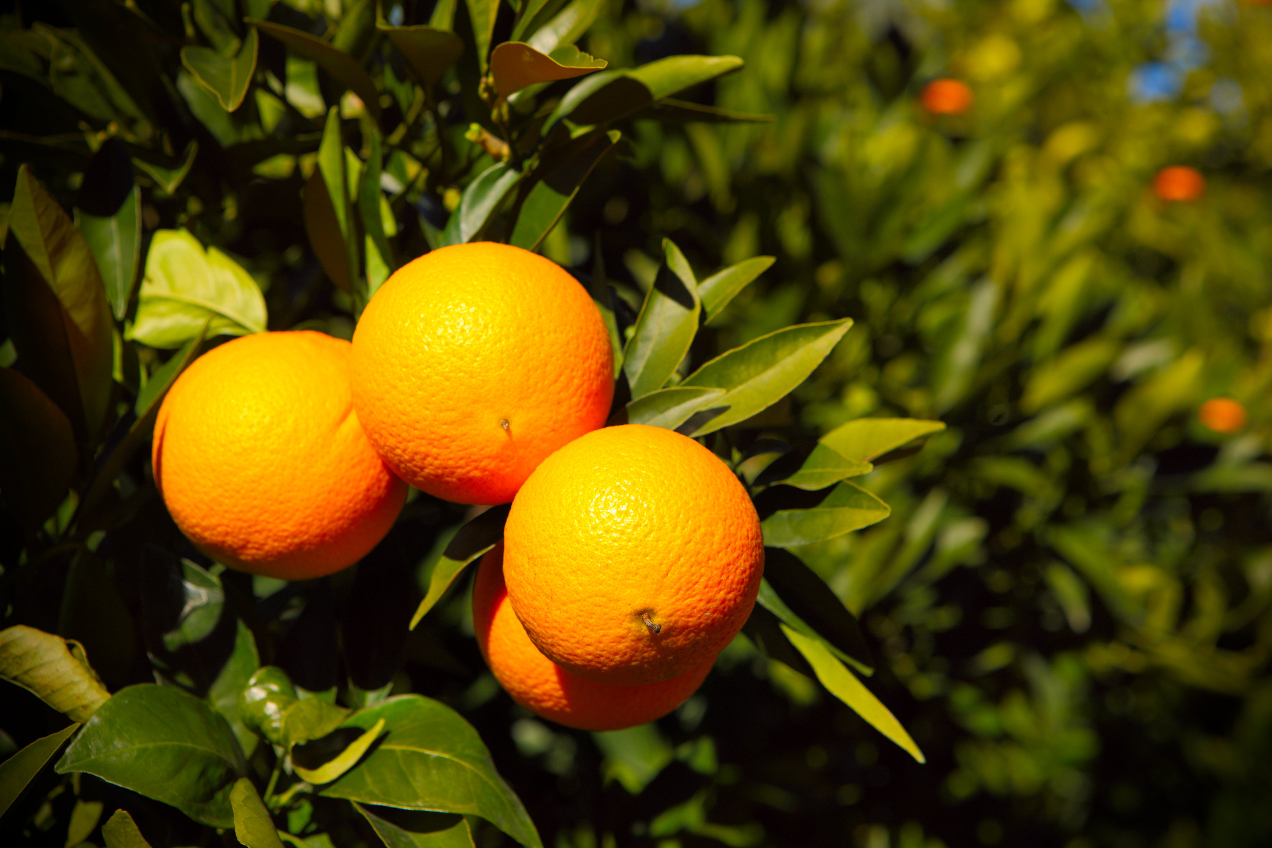 Pé de laranja