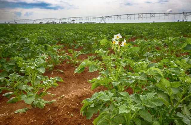 Cultivo de Batatas