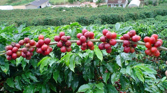 Café de alto rendimento com aproximadamente 12 grãos por galho e também 8 galhos por temporada.