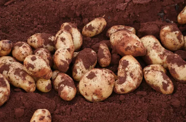 Pessoa mostrando batatas logo após a colheita