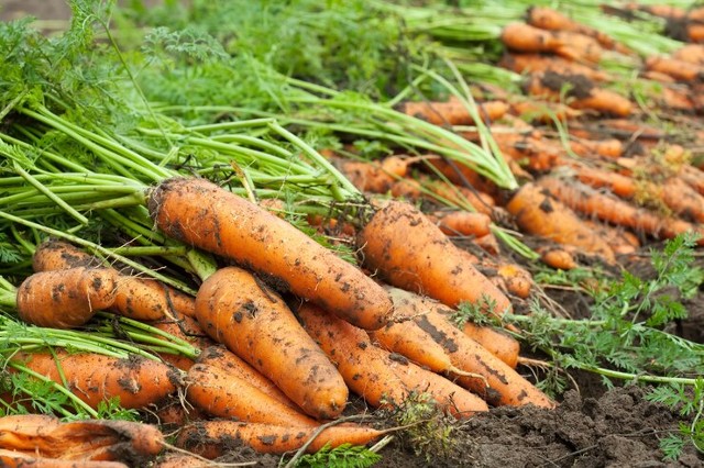 Plantio de cenoura: dicas para colher bons resultados