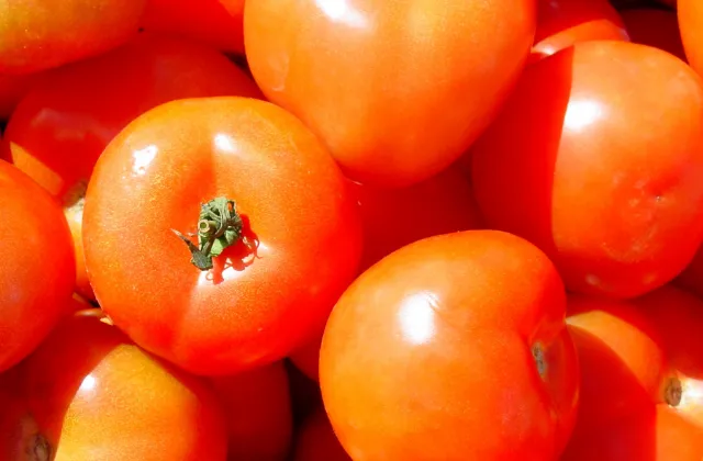 Tomates Saudáveis