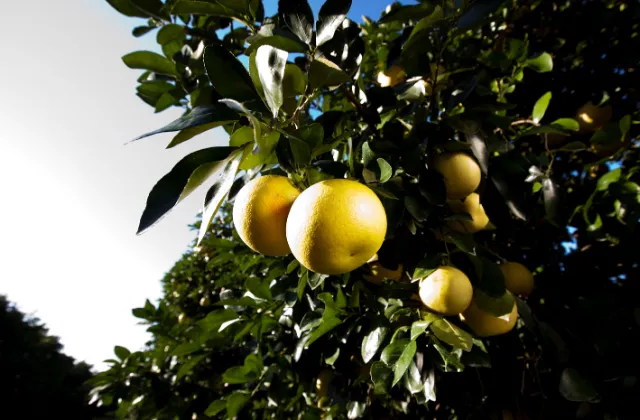 Amarelamento das folhas dos citros: conheça as causas e aprenda a tratar