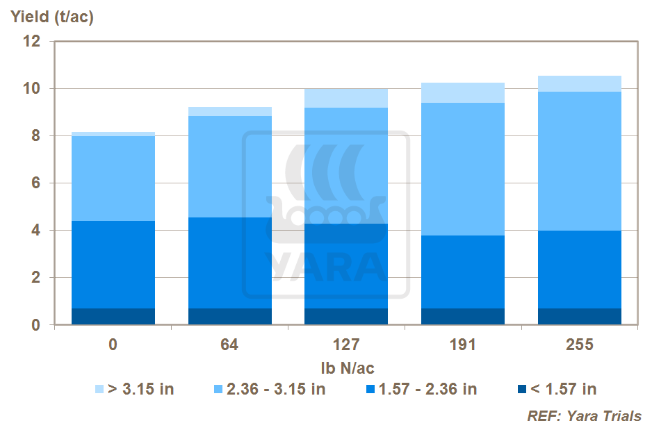 Nitrogênio e o tamanho dos tubérculos