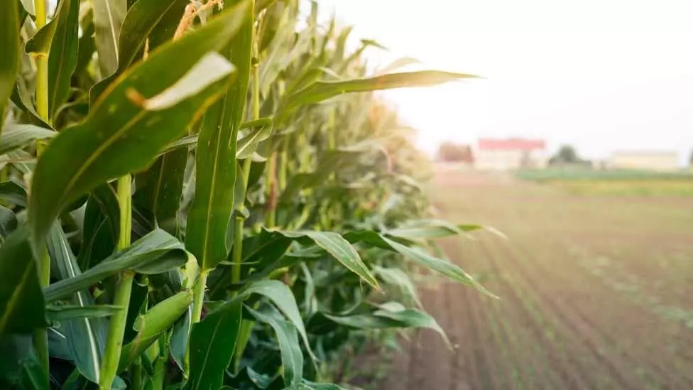 Agricultura Digital: O Que é e Vantagens