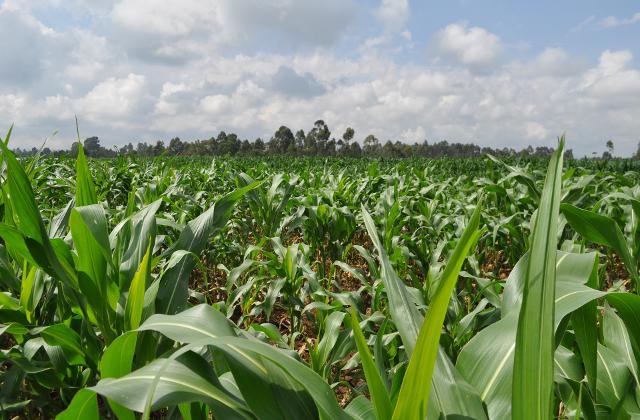 Plantação de milho com folhas verdes