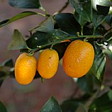 Kumquat