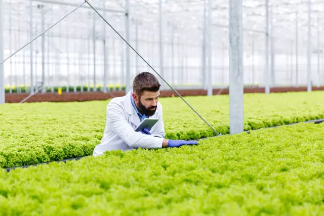 Fertilizante NPK no grânulo: Conheça as Melhores Opções