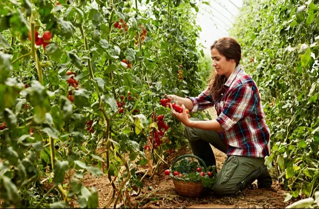 Mulher agachada colhendo tomates na estufa