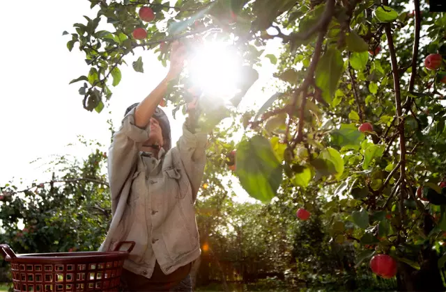 A História Da Agricultura No Brasil — Conheça Essa Jornada