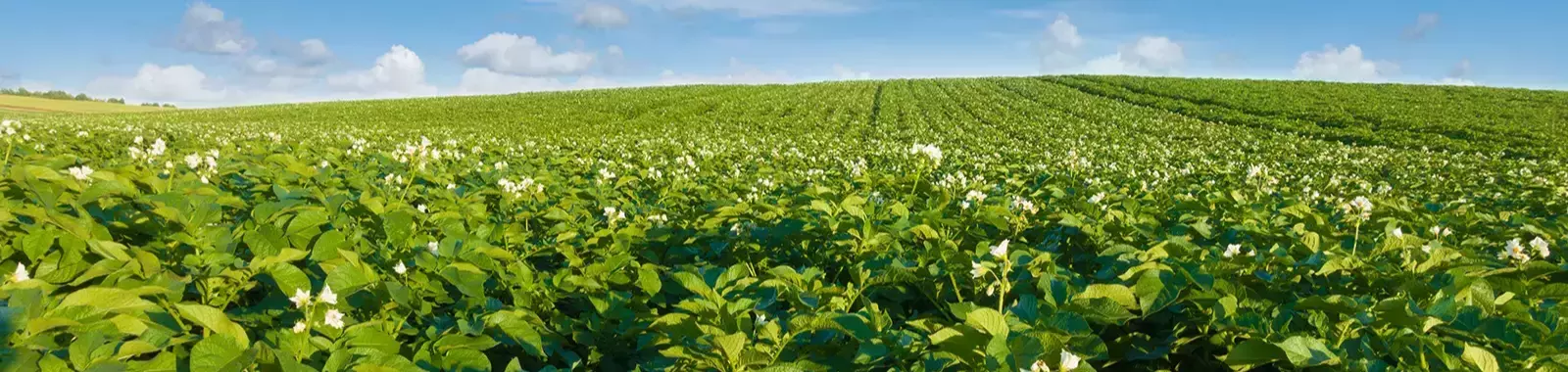 Plantação de batatas no horizonte