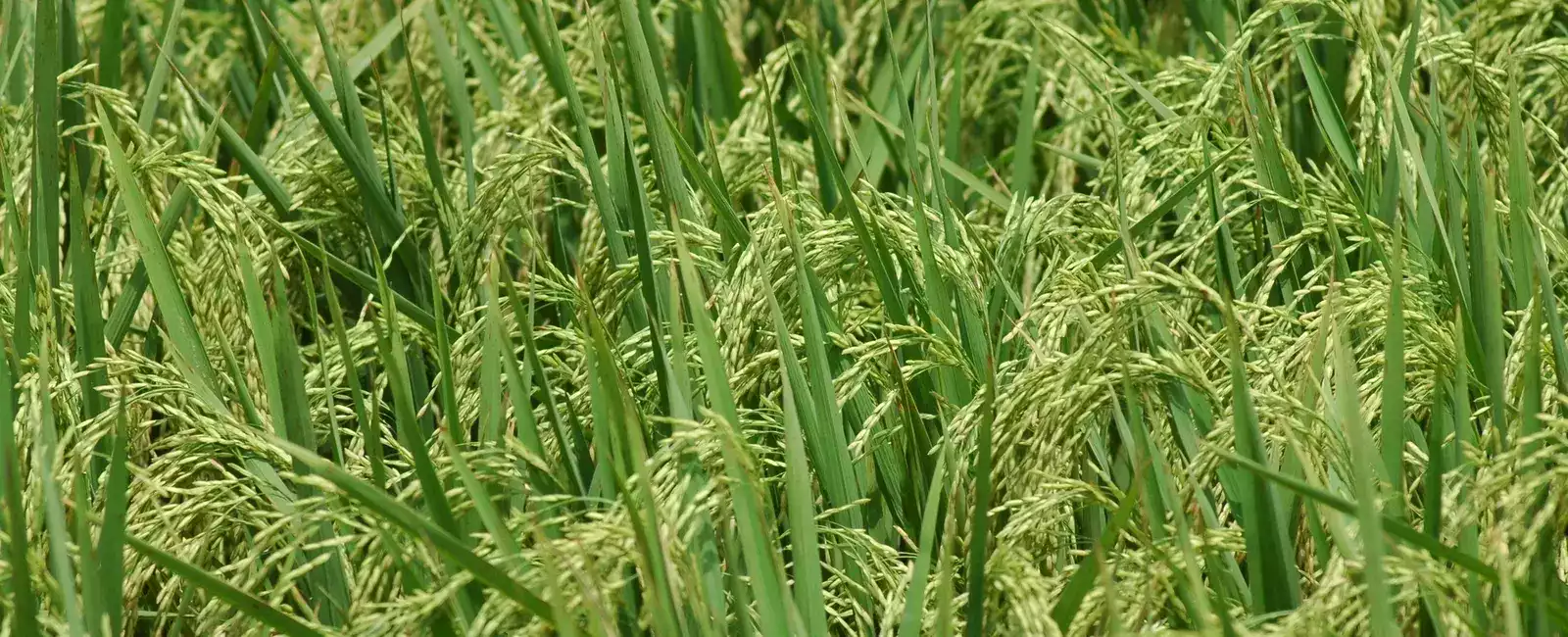 Parreira com raios de sol em primeiro plano