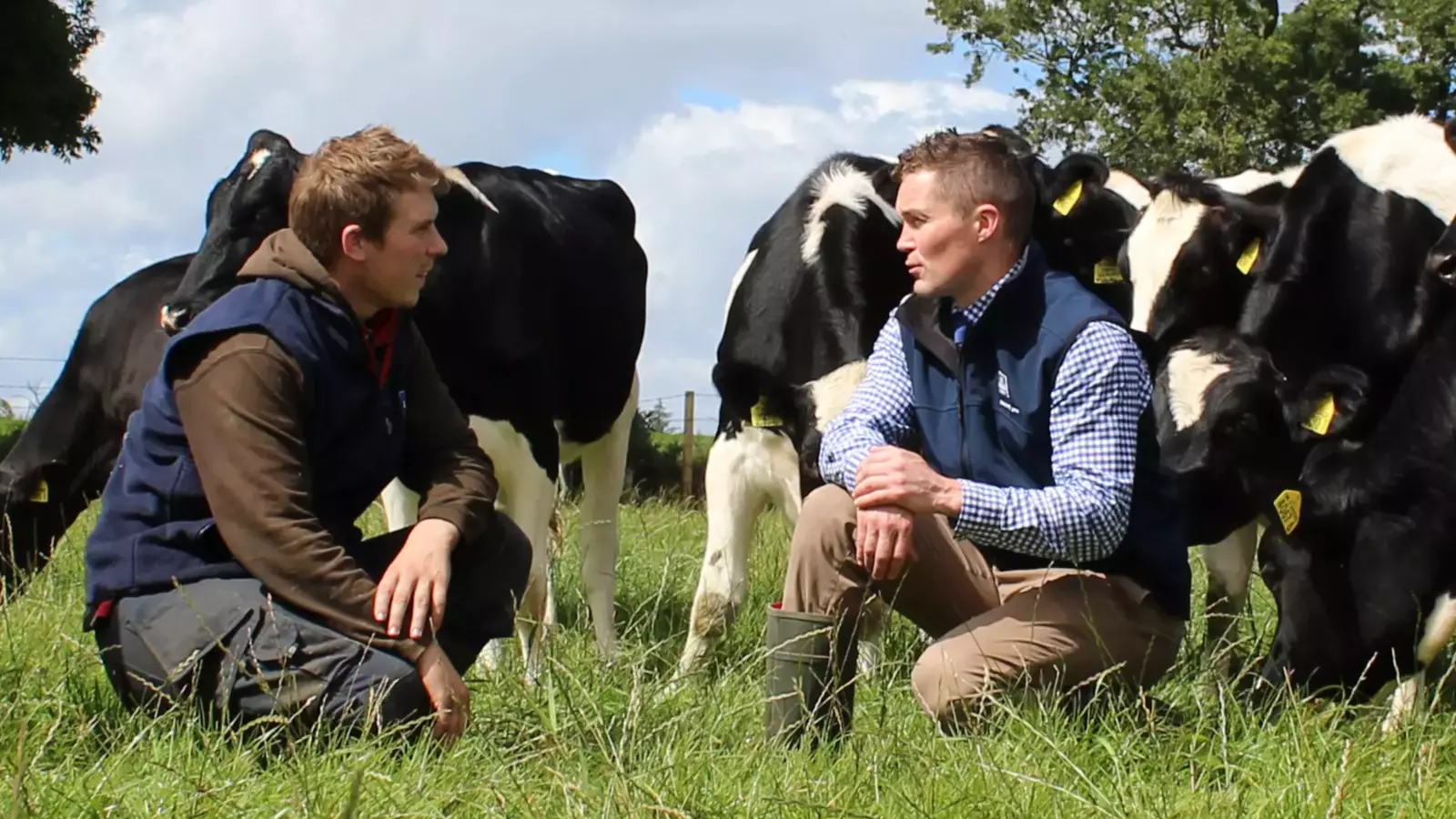 Consultores ajoelhados em meio a vacas no pasto