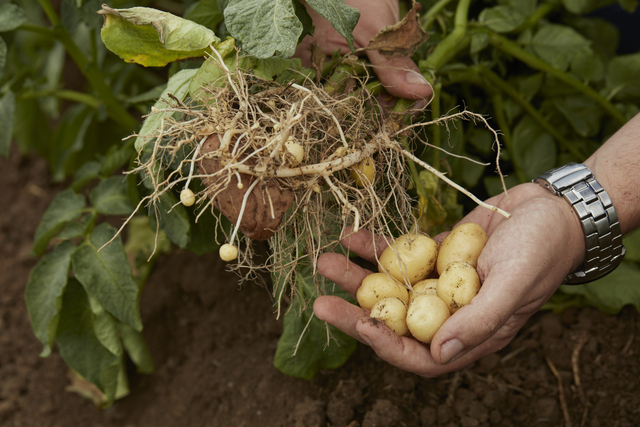 Batata