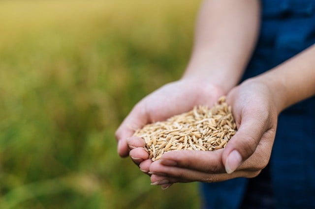 Tratamento de Sementes — O Que É e Como Fazer Com Fertilizantes Foliares