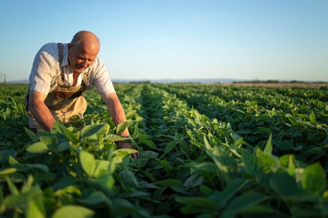 Magnésio para Que Serve: Desvendando seus Benefícios na Agricultura