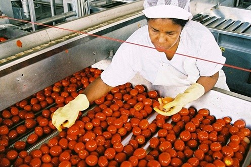 Selecionando tomates industriais