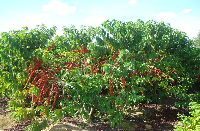 Plantação de Café com bagas maduras