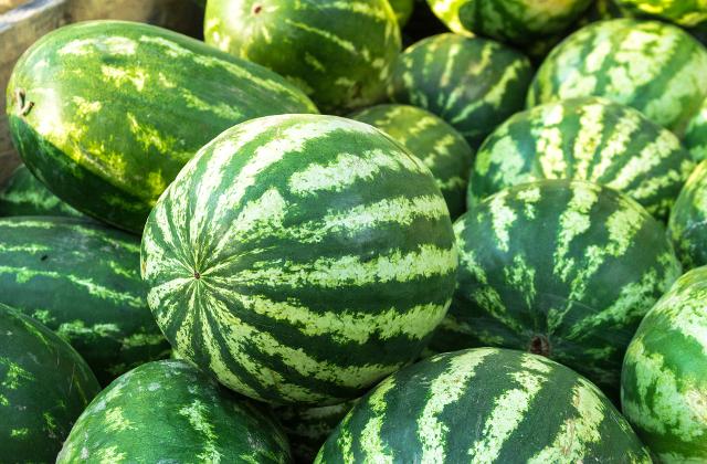 Plantação de melancia: como cultivar frutos saudáveis e com alta produtividade