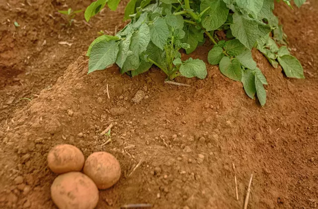 Batatas Colhidas na Plantação