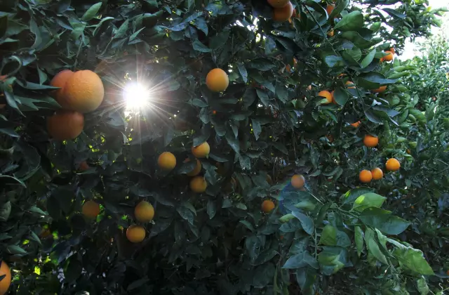 Laranjeira Com Frutas Maduras