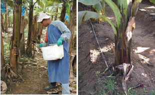Side Dressing / Fertigation Side Dressing / Fertigation