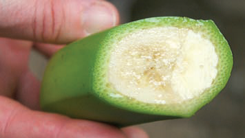 Qualidade da banana