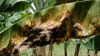 Black Sigatoka Black Sigatoka