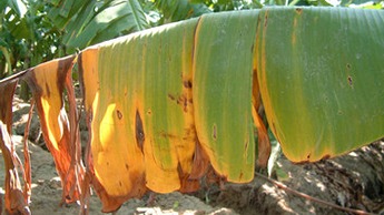 Yellow Sigatoka Yellow Sigatoka