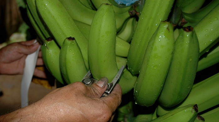 Banana