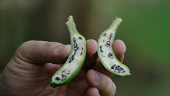 Banana com sementes