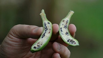 Banana com sementes Banana com sementes