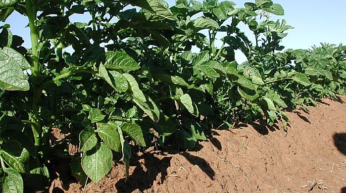Amontoas propocionam uma boa drenagem e facilidade na colheita Amontoas propocionam uma boa drenagem e facilidade na colheita