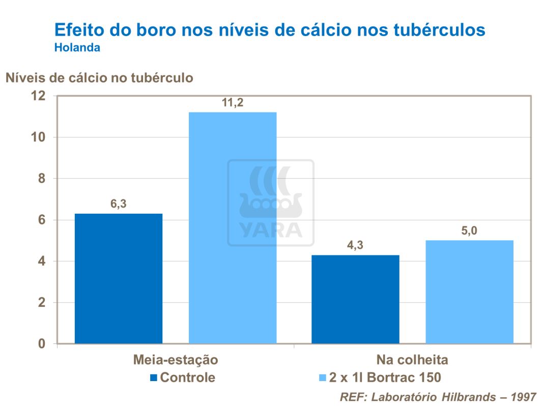 O gráfico mostra como o boro influencia nos niveis de cálcio no tuberculo. O gráfico mostra como o boro influencia nos niveis de cálcio no tuberculo.