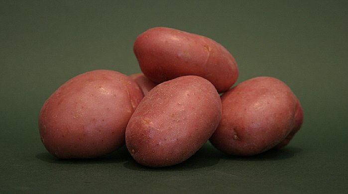 Batata com casca vermelha Batata com casca vermelha