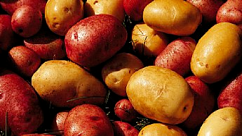 Tipos de batatas